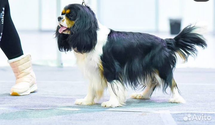 Кавалер Кинг Чарльз спаниель