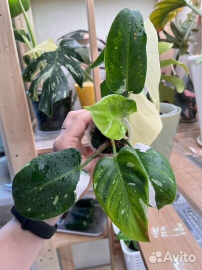 Филодендрон белая принцесса с розовой мутацией