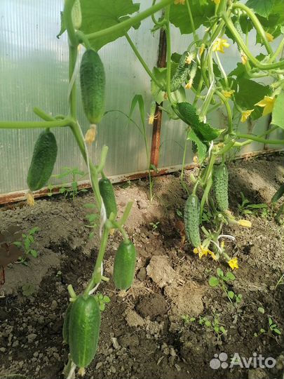 Огурцы домашние, молодой картофель