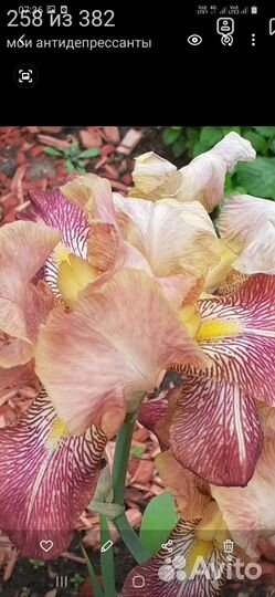 Вербейник, хоста,флоксы, ирисы