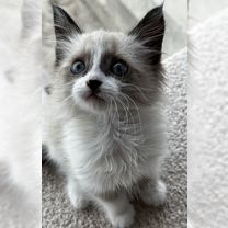 Рэгдолл котёнок