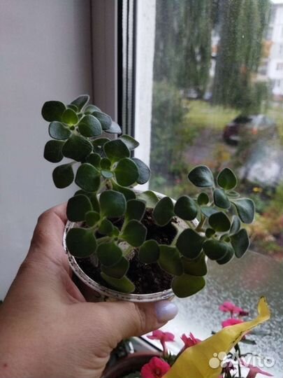 Аихризон дерево любви