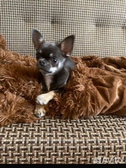 Щенок чихуахуа девочка