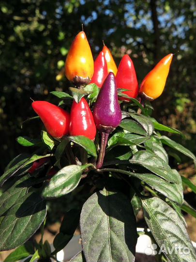 Семена декоративных перцев (Capsicum annuum)