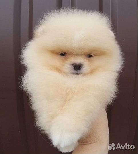 Мини(1.5 кг) девочка