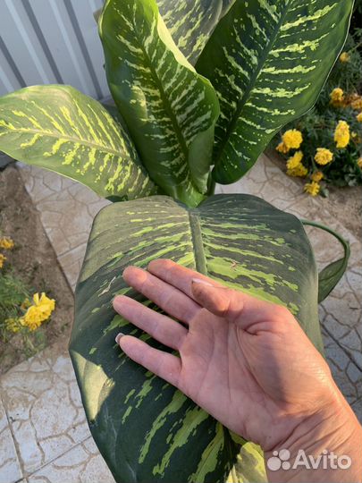 Диффенбахия