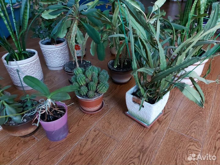 Домашнме цветы разные Денежное дерево Толстянка
