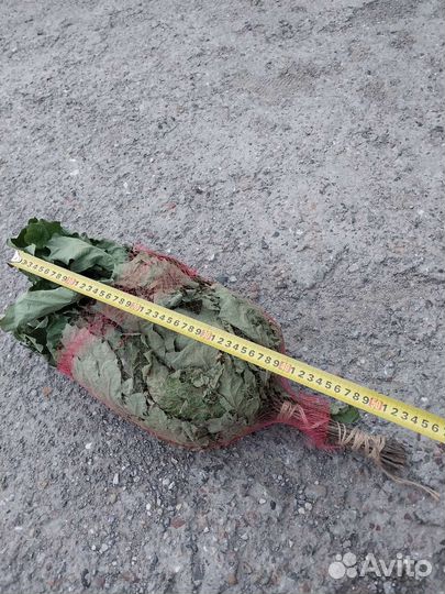 Веники дубовые