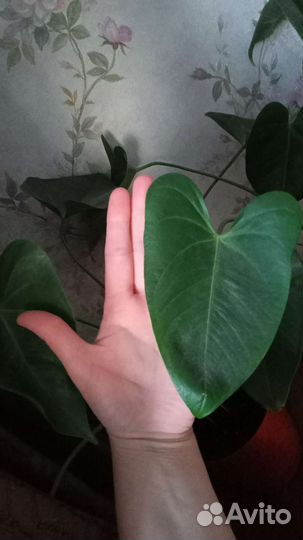 Антуриум розовый. Обмен на адениум барашэк