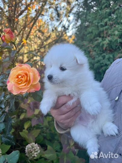 Щенки японского шпица в питомнике