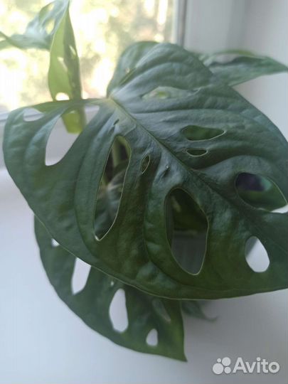 Комнатные цветы антуриум