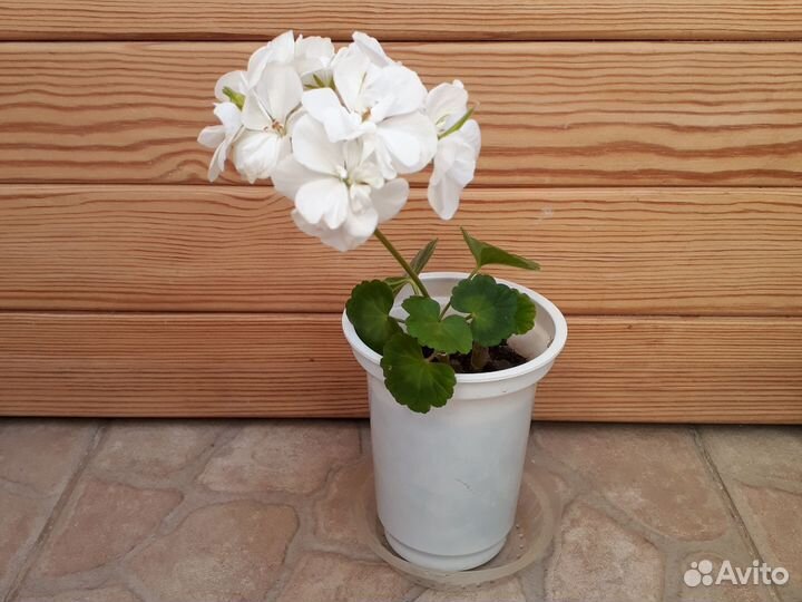 Герань (пеларгония)