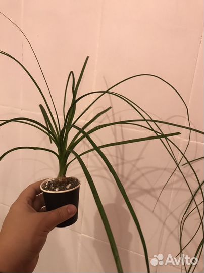 Бокарнея нолина, детки