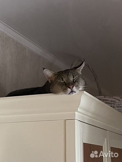 Экзотический кот