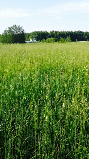 Участок 1,2 га (ИЖС)