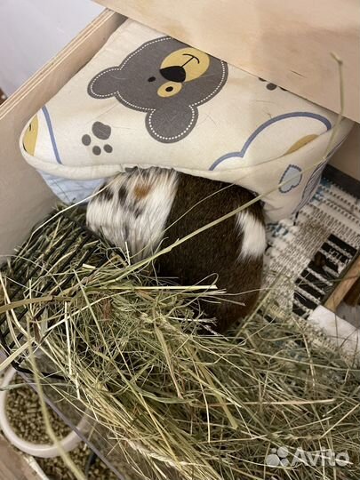 Возьму грызунов на передержку