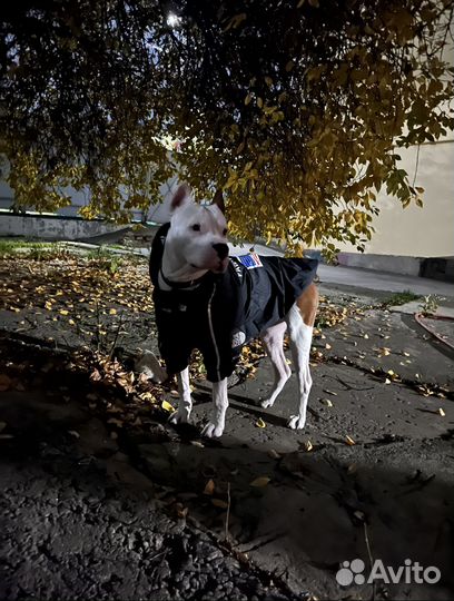 Ветровка для собаки