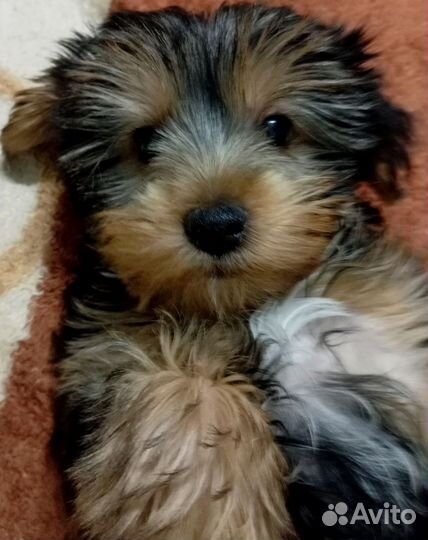 Йоркширский терьер щенок