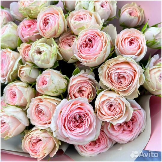 Саженцы спрей роз