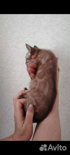 Бенгальский котенок