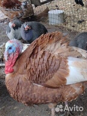 Орловские, павловские, Холмогоры, цесарк и д.р