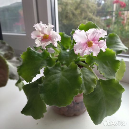 Фиалка (Лист на срез)