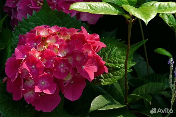 Саженцы декоративных ланшафтных Экзотов