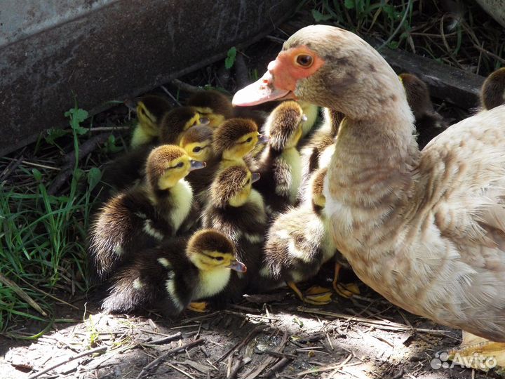 Продам индоутят