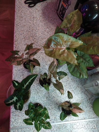 Сингониумы