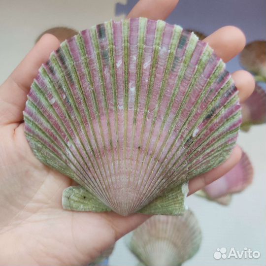 Морские ракушки, раковины морских гребешков