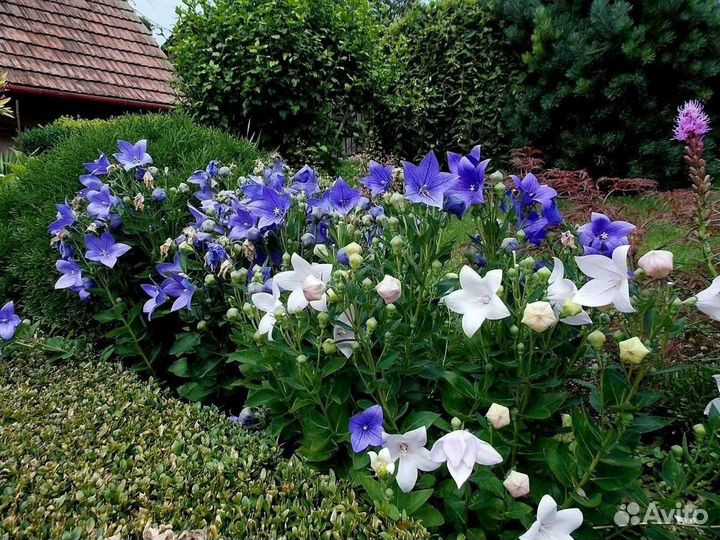 Ширококолокольчик (платикодон), семена