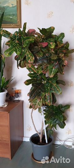 Кротон кодеум