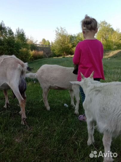 Козье молоко