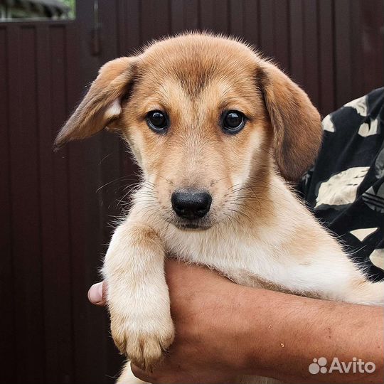 Троемалышейметисывдобрыеруки