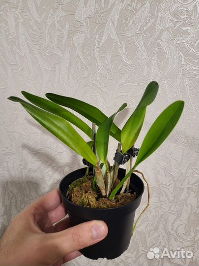 Орхидея Laelia tenebrosa 'Valpotas night'