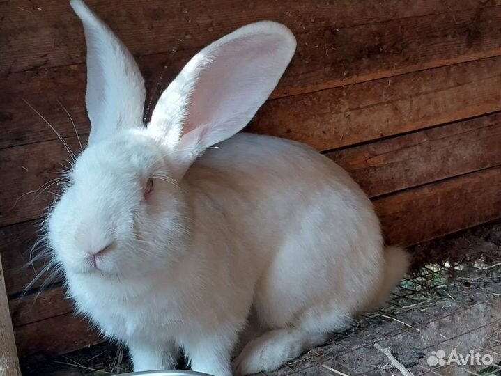 Фландер великан кролики