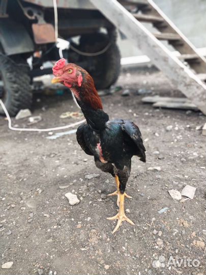 Бойцовский петух