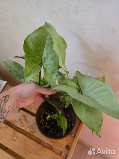 Сингониумы