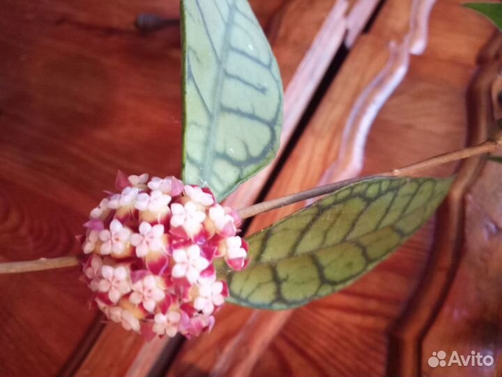 Хойи из личной коллекции