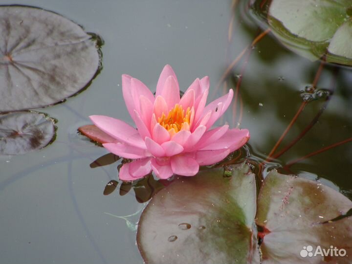 Продам аквилегию и другие растения для сада