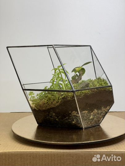 Флорариум «Осознанность» с бонсаем