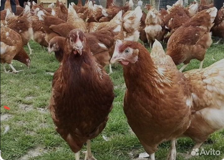 Куры несушки легорн