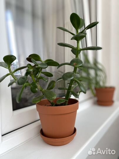 Живые цветы в горшках