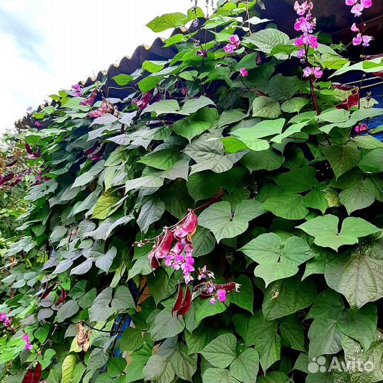 Цветы Долихос