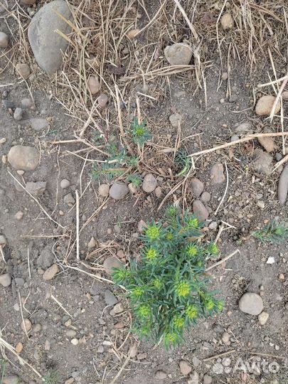 Молочай кипорисовый