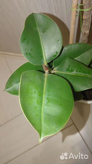 Фикус 1,1 метр