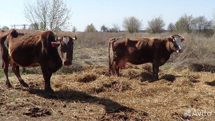 Бычек Телочка