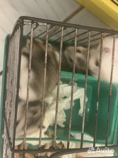 Хомики джунгарики