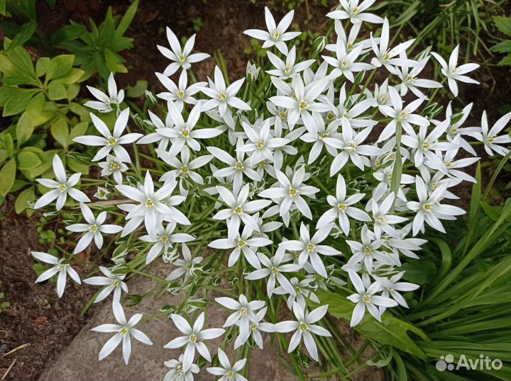 Луковичные растения