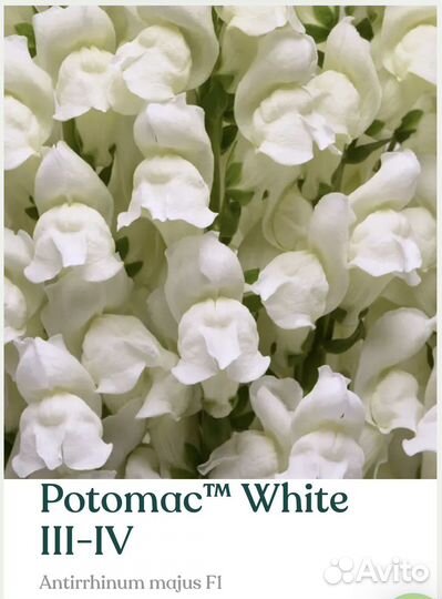 Рассада львиного зева Potomac